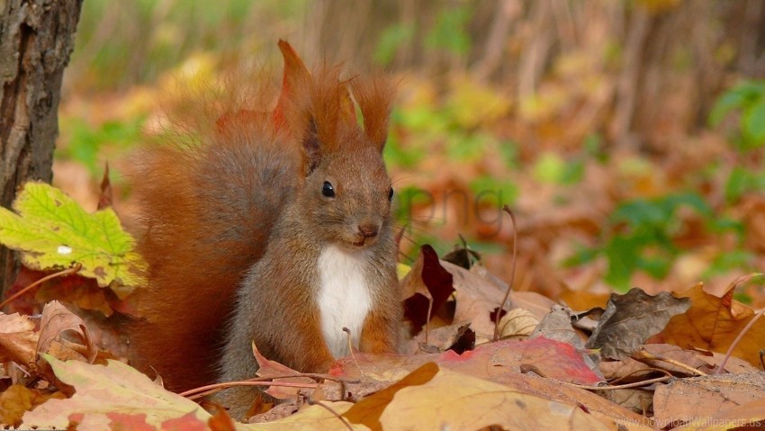 Fall Fluffy Grass Leaves Sit Squirrel Tail Wallpaper PNG Transparent Background