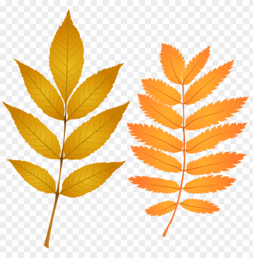 autumn leaves, yellow foliage, orange leaves, seasonal plants, leaf patterns, nature illustrations, botanical art