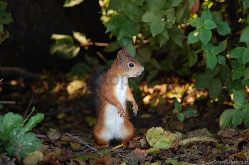 Fall Leaves Squirrel Stand Wallpaper PNG Transparent Background