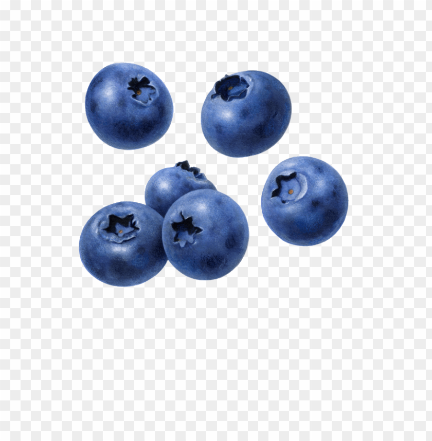 
berry
, 
fruit
, 
delicious
, 
drawing
, 
blueberry
