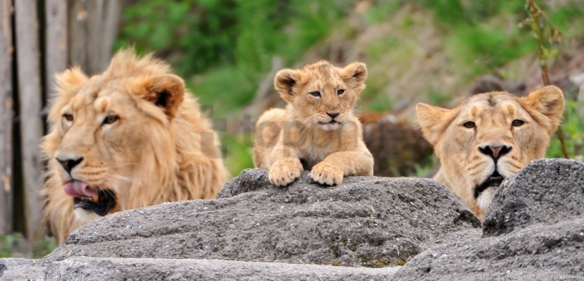 Family Lioness Lions Stone Wallpaper PNG Transparent Background