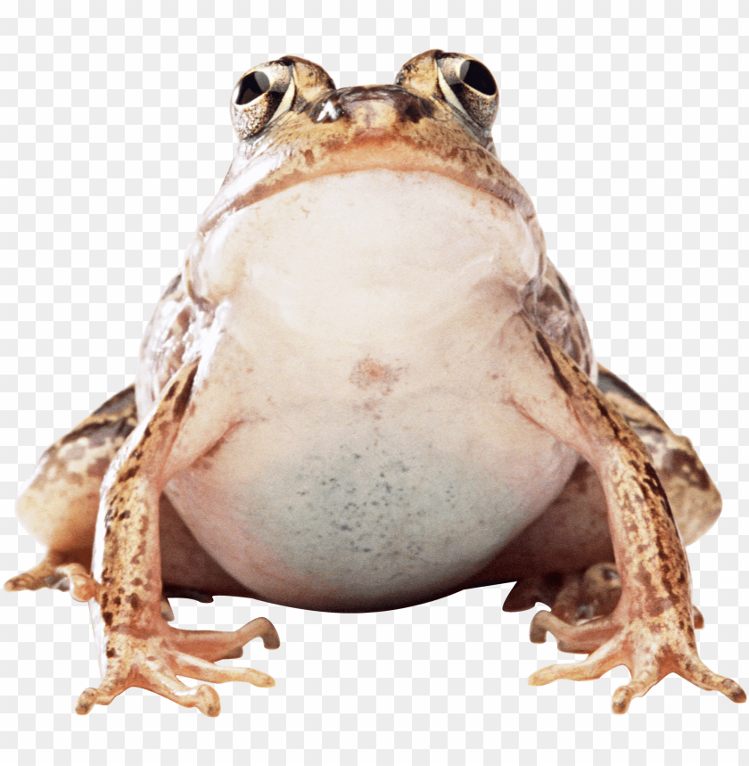 animals, frogs, fat frog, 