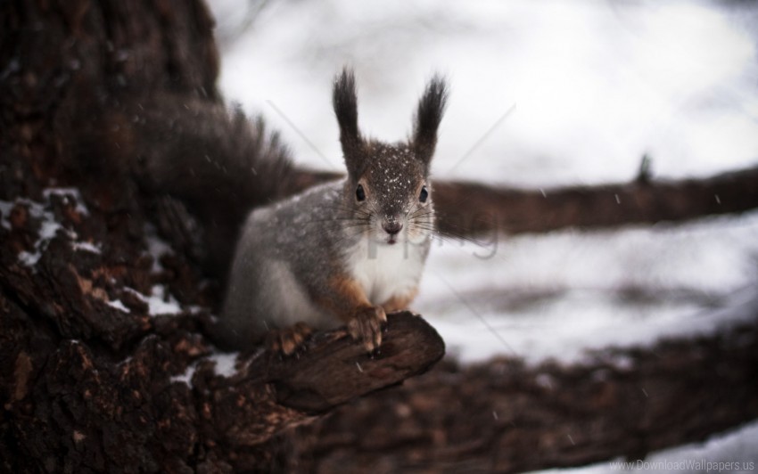 Fear Snow Squirrel Tree Winter Wallpaper PNG Transparent Background