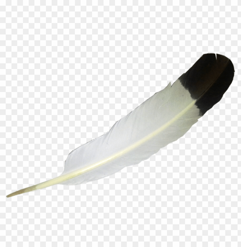 A white feather with a black tip on a transparent background PNG