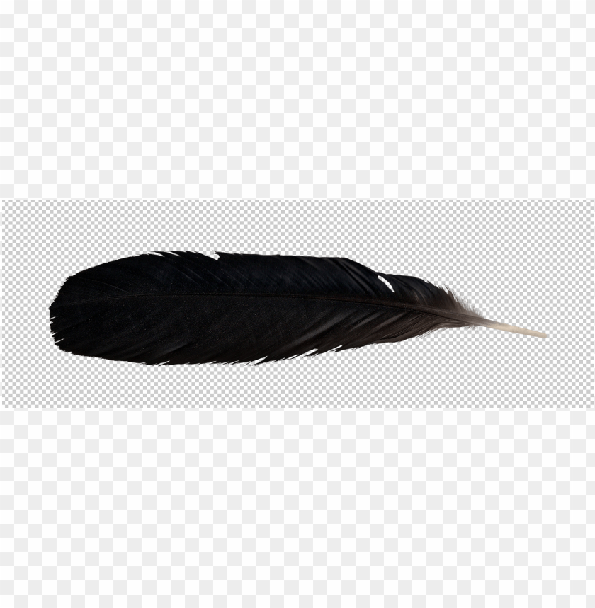 Black feather on a transparent background for design and decoratio PNG