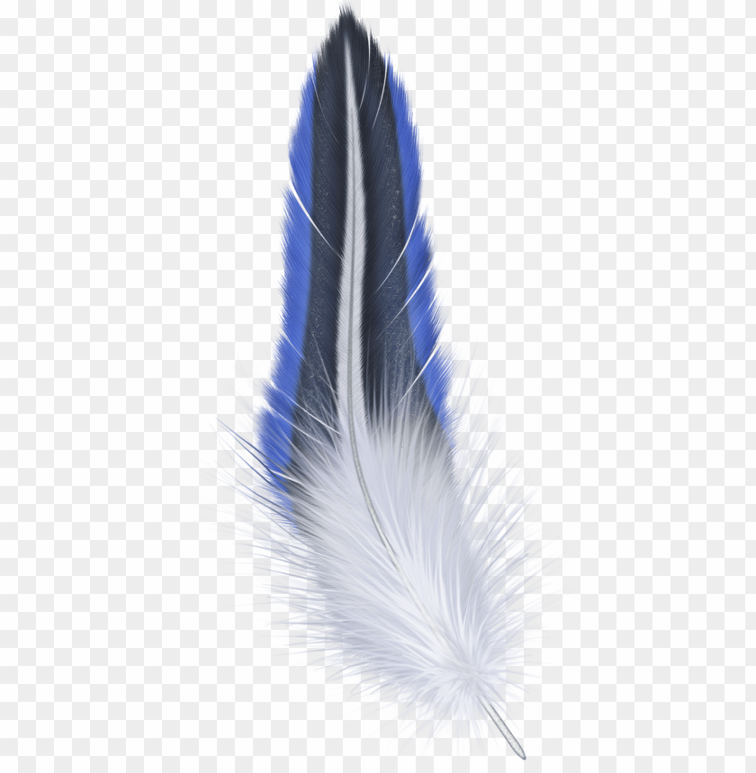 A vibrant blue and white feather with intricate details PNG