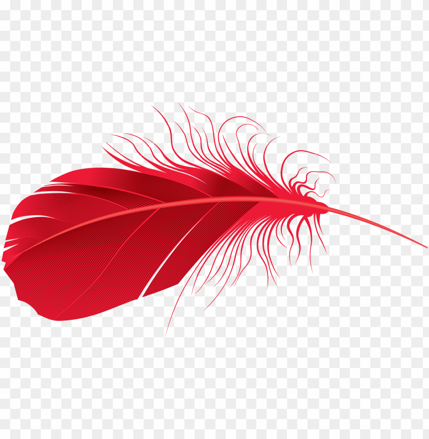 A vibrant red feather with intricate details and a transparent background PNG