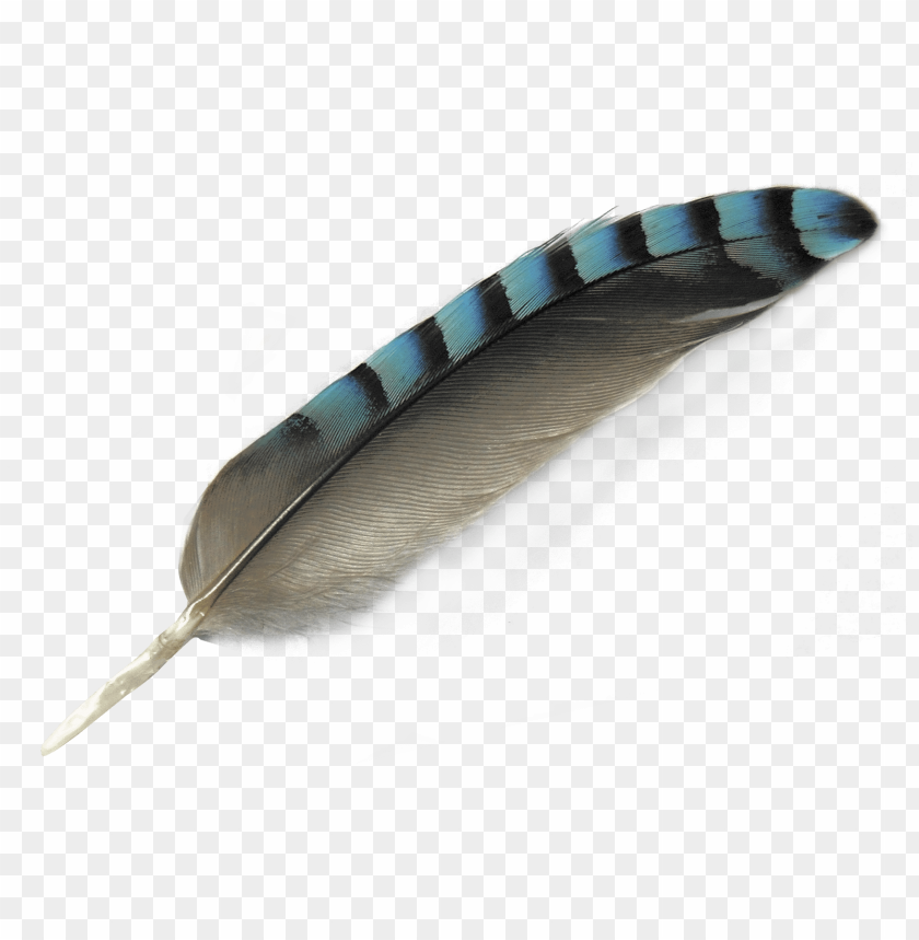 Single feather PNG, striped, light blue and gray