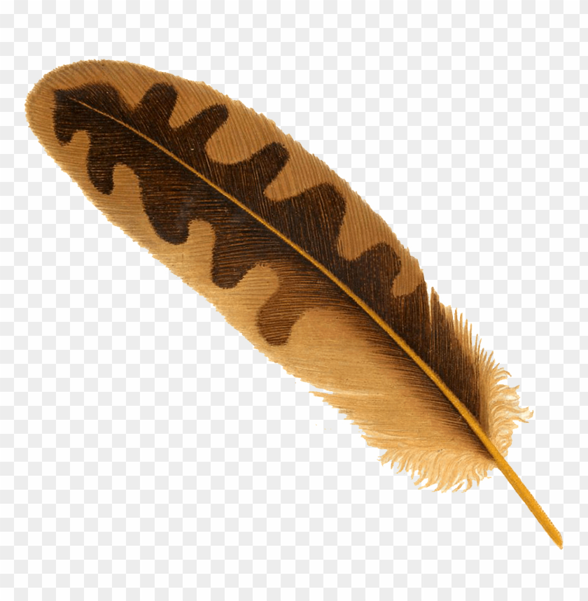 Brown feather PNG, long, light, sleek