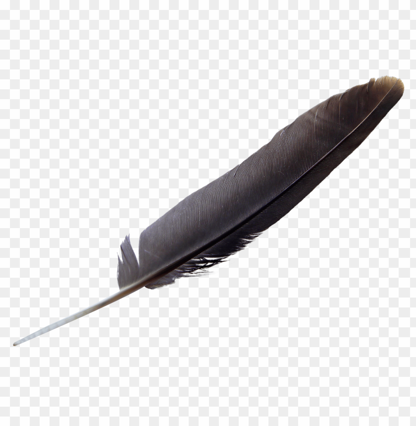 Feather PNG, black, sleek, long