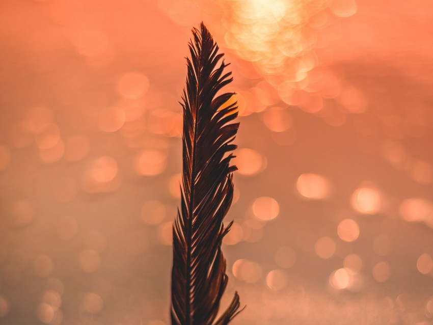 feather, black, bokeh, blur, glare