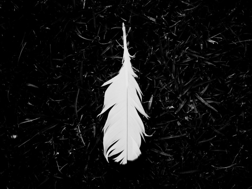 Feather Bw Grass White Lightness Background