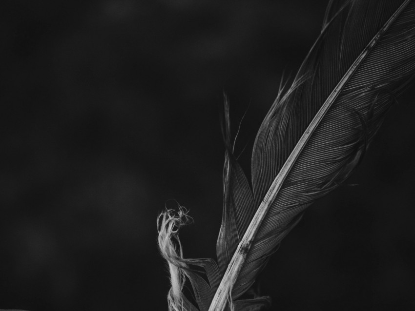 feather, bw, macro, closeup