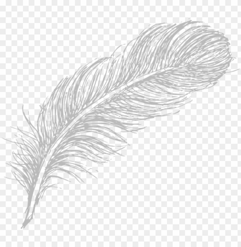 Feather Drawing PNG Transparent Background