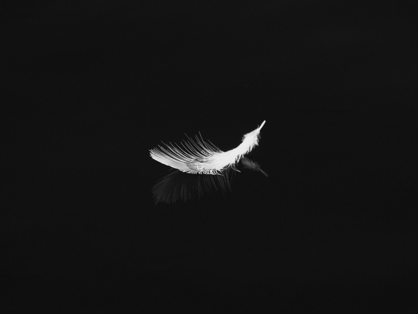 Feather Reflection White Bw Feathers Background