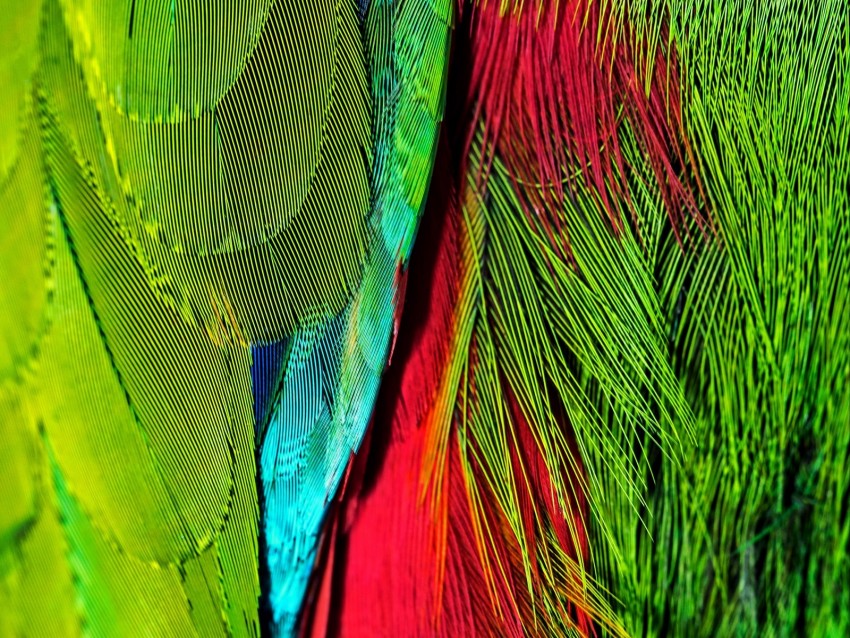 Feathers Colorful Bright Iridescent Colors Background