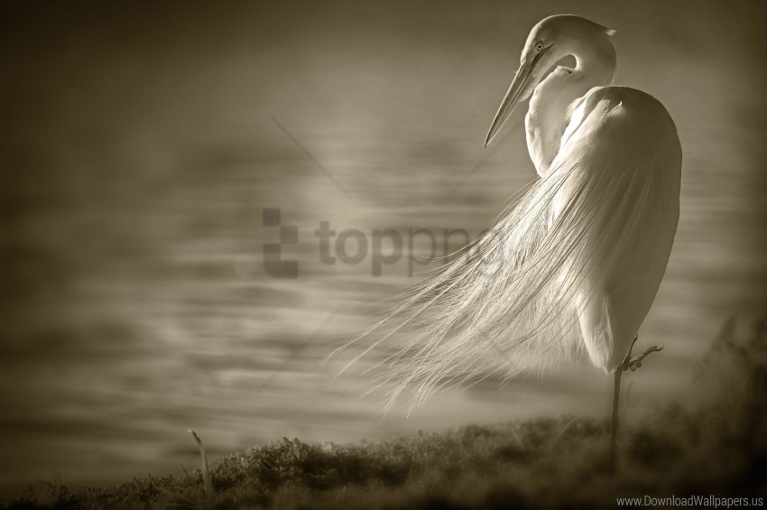 Feathers Heron Shore Sit Wind Wallpaper PNG Transparent Background