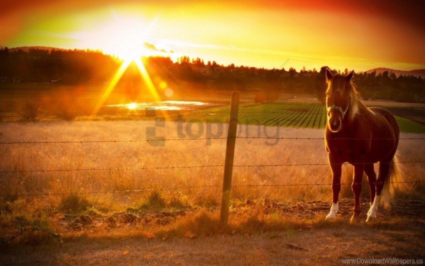 Fence Horse Sunset Wallpaper PNG Transparent Background