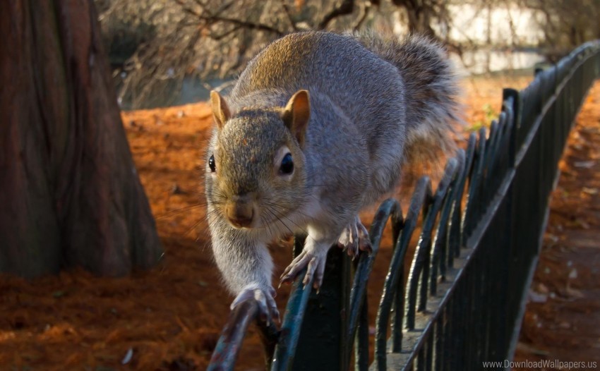 Fence Sit Squirrel Wallpaper PNG Transparent Background