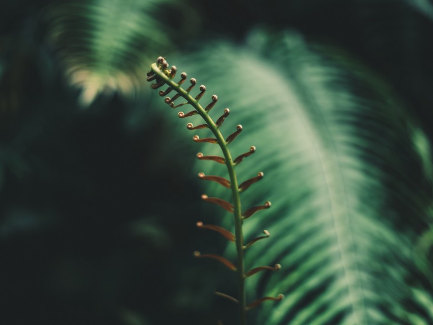 fern, branch, leaves, tropical, plant