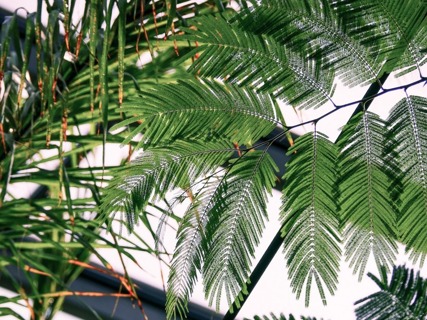 fern, branches, leaves, carved, green