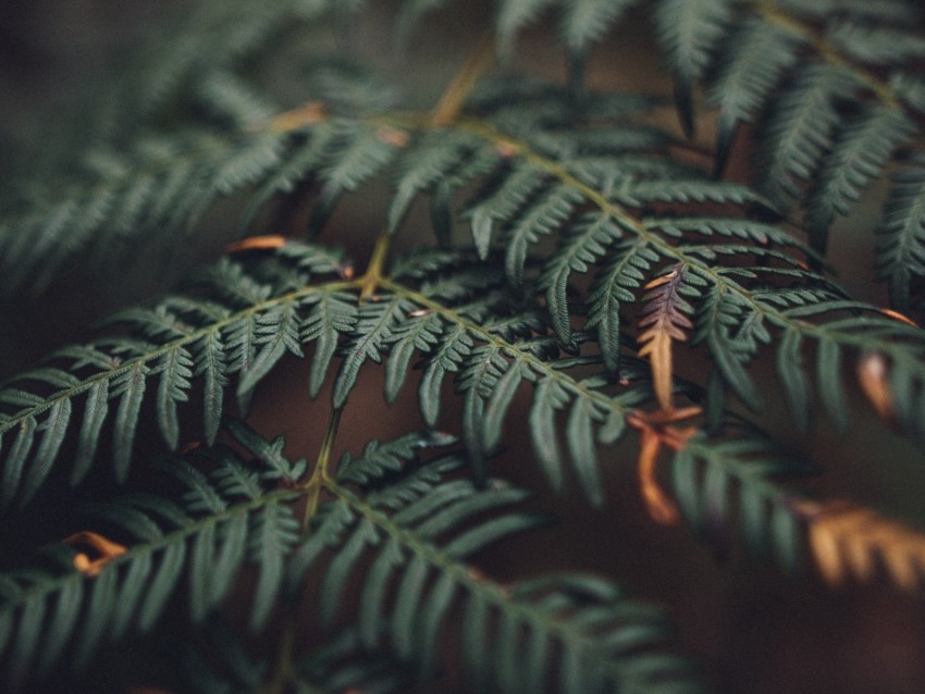 Fern Carved Leaves Macro Green Background