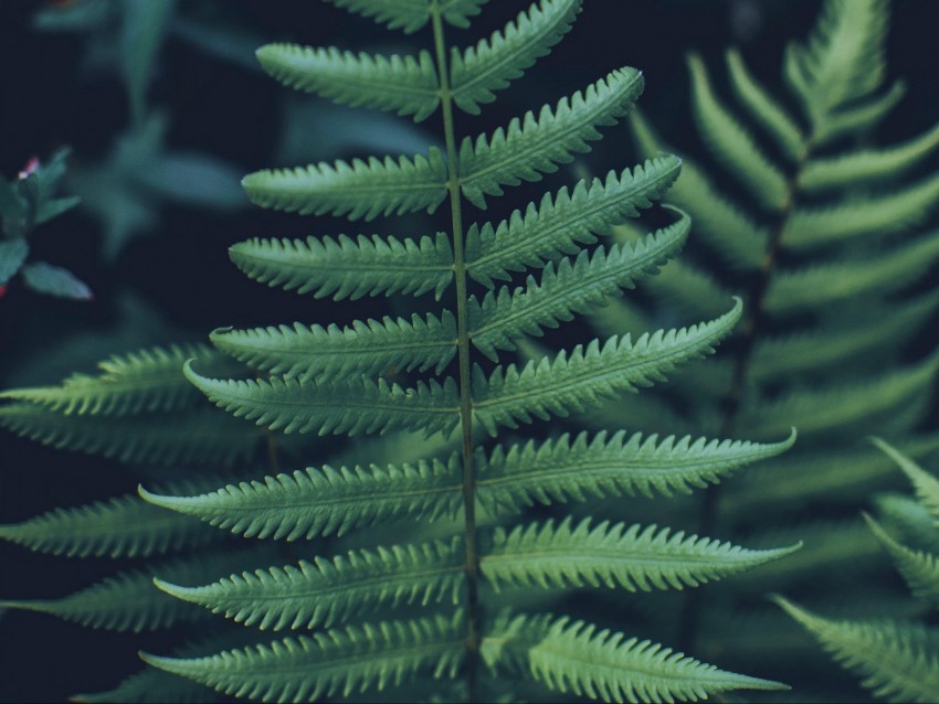 Fern Leaf Carved Green Closeup Plant Background