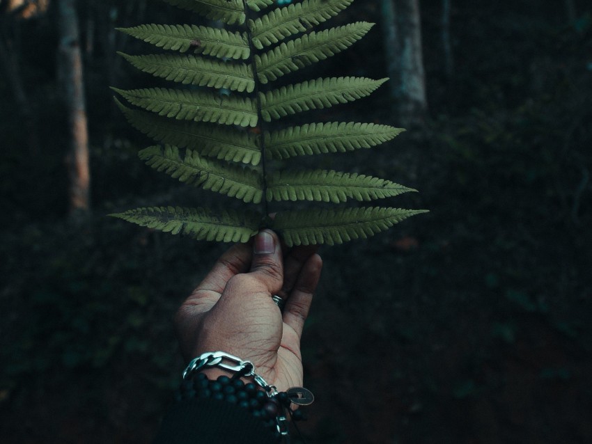 fern, leaf, hand, branch, green