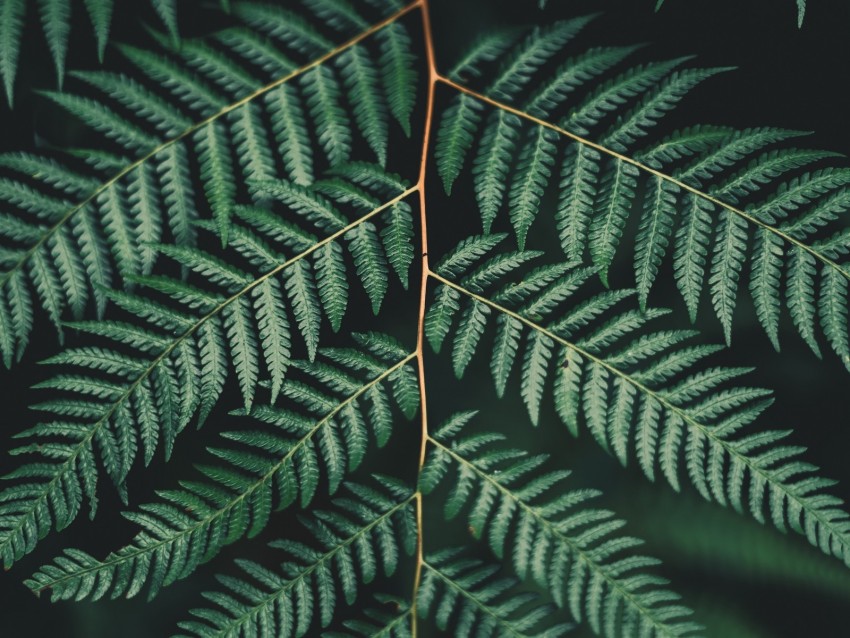 fern, leaf, plant, carved, branch, green