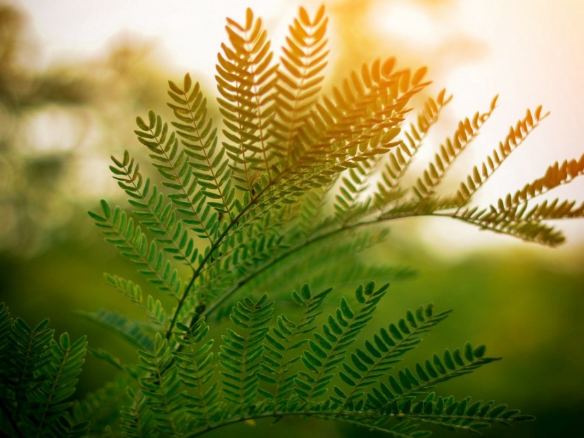 Fern Leaves Branches Plant Sunlight Background