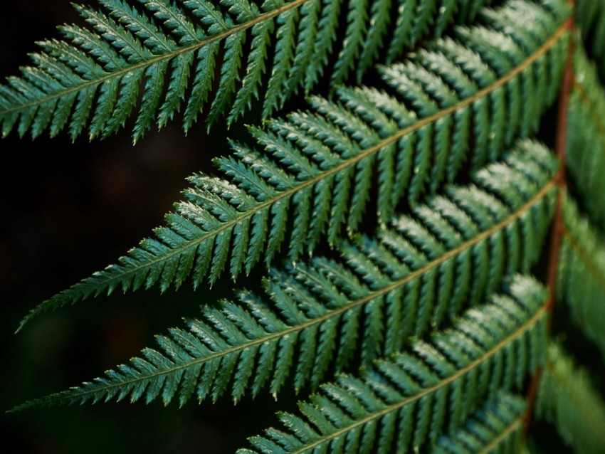 fern, leaves, carved, green, branch