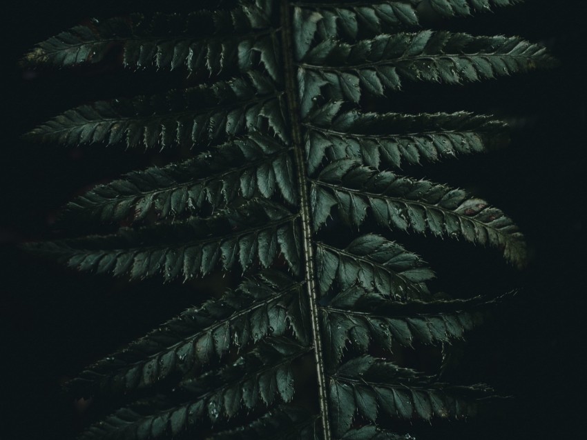 fern, leaves, carved, green, dark