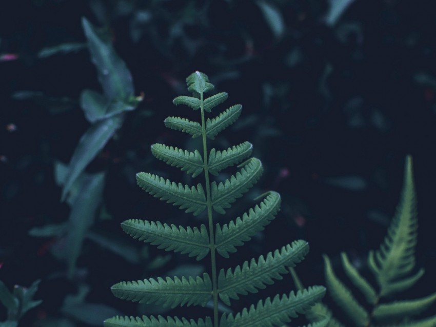 fern, leaves, carved, green, plant, vegetation