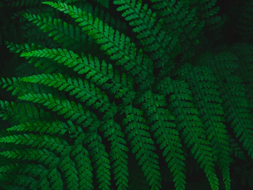 fern, leaves, carved, green, vegetation, leaf