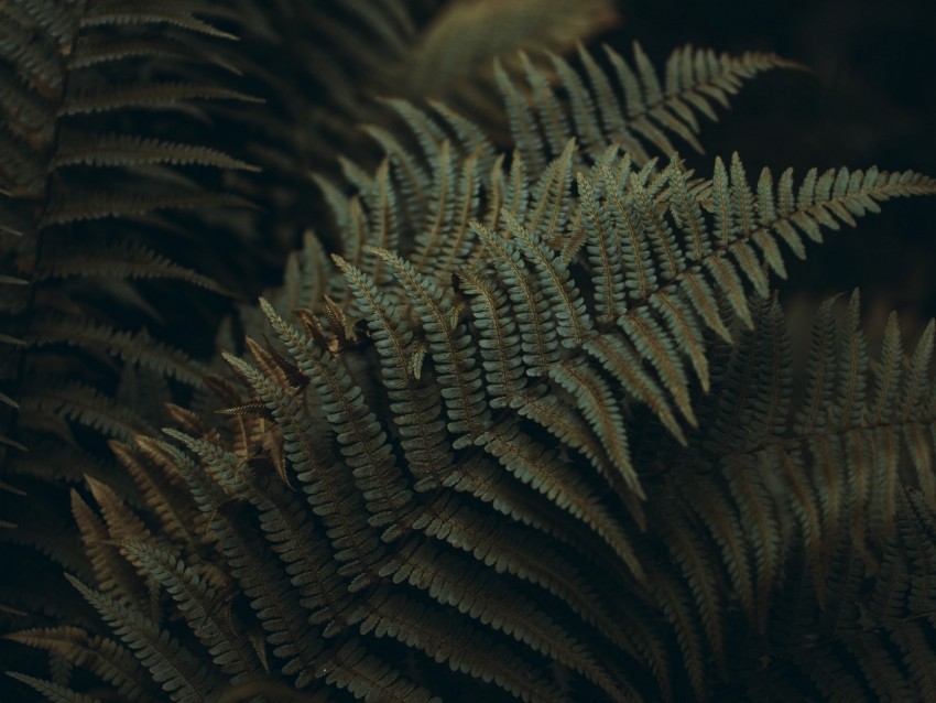 fern, leaves, carved, plant, macro