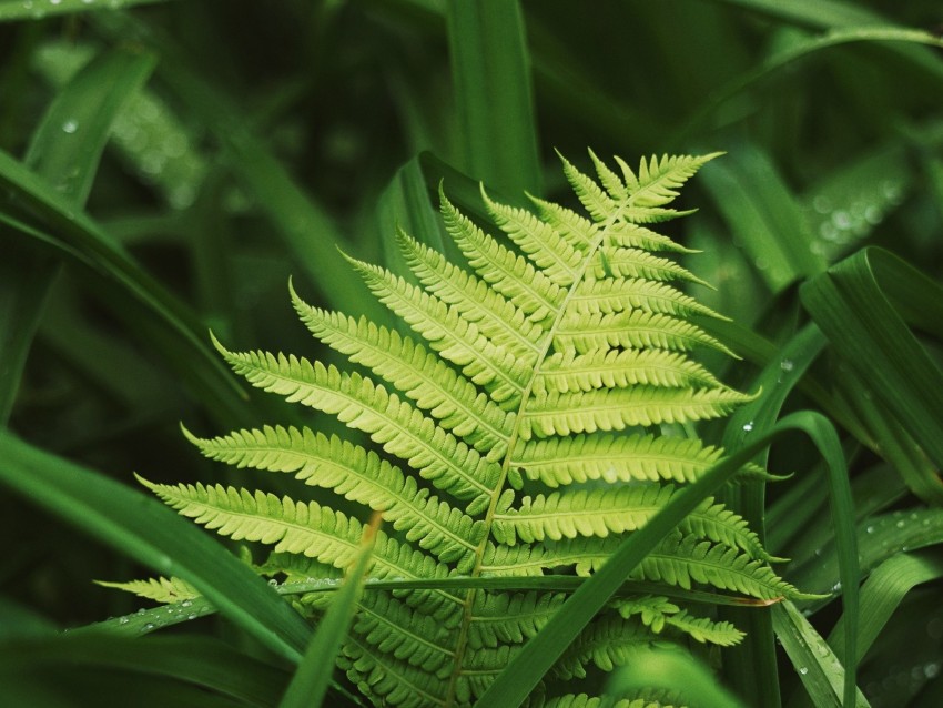 Fern Leaves Grass Plants Green Dew Background