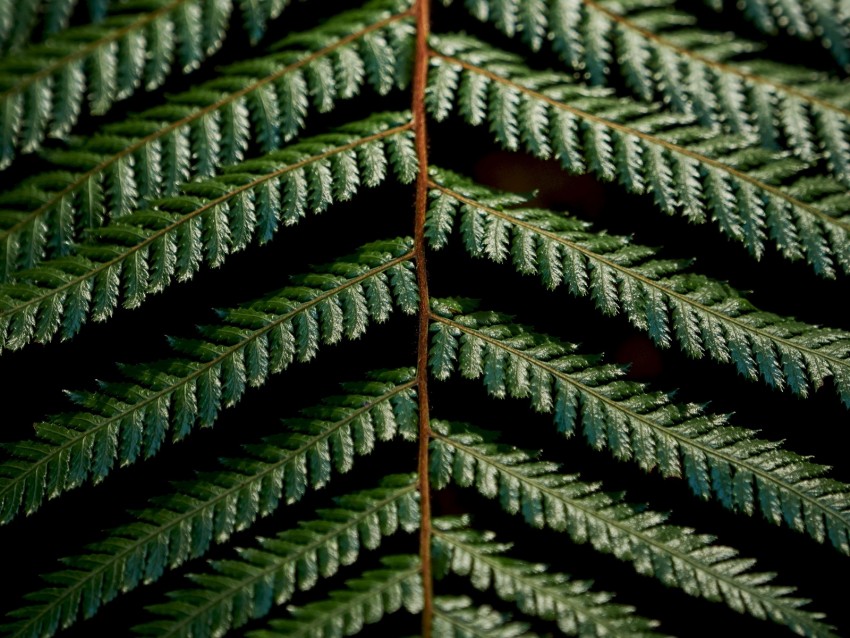 Fern Leaves Green Carved Macro Branch Plant Background