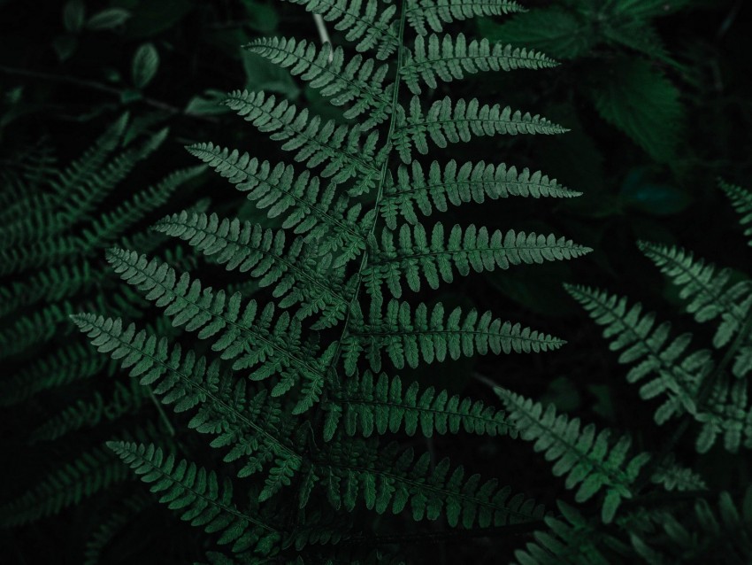 Fern Leaves Green Carved Plant Background