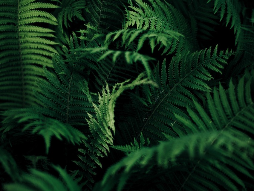 fern, leaves, green, macro, plant, vegetation, carved