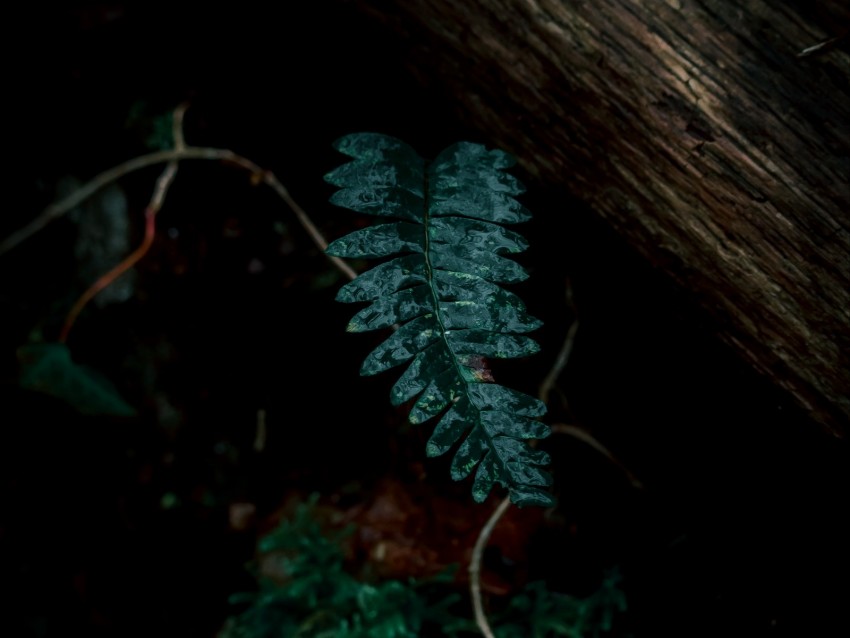 Fern Leaves Green Plant Dark Background