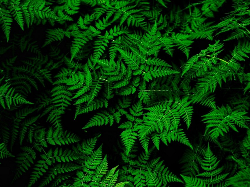 fern, leaves, green, plant, thick