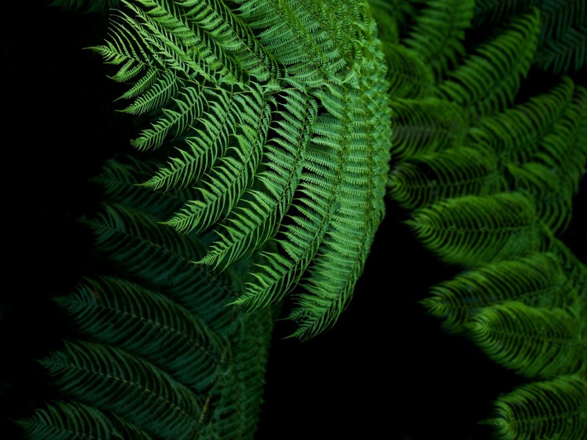 Fern Leaves Green Tropical Exotic Background