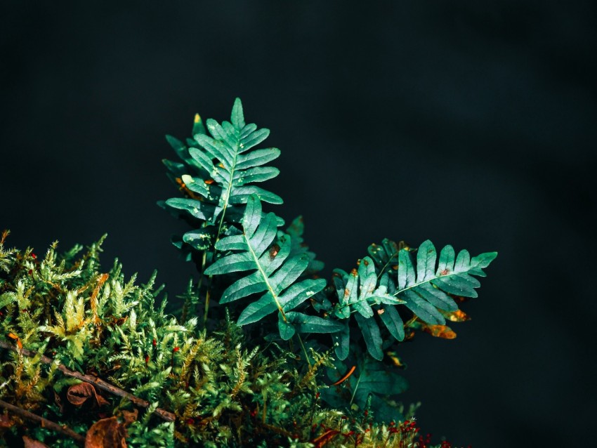 Fern Leaves Plant Green Carved Background