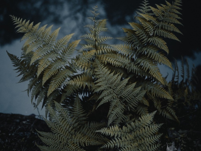 Fern Plant Green Wild Nature Background