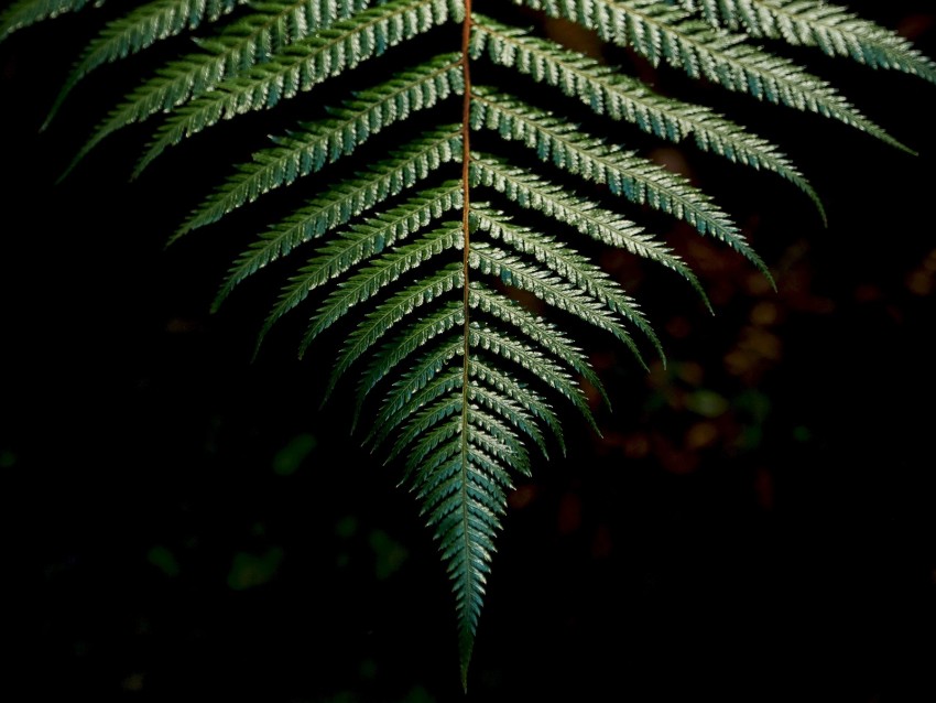 fern, sheet, carved, green, branch