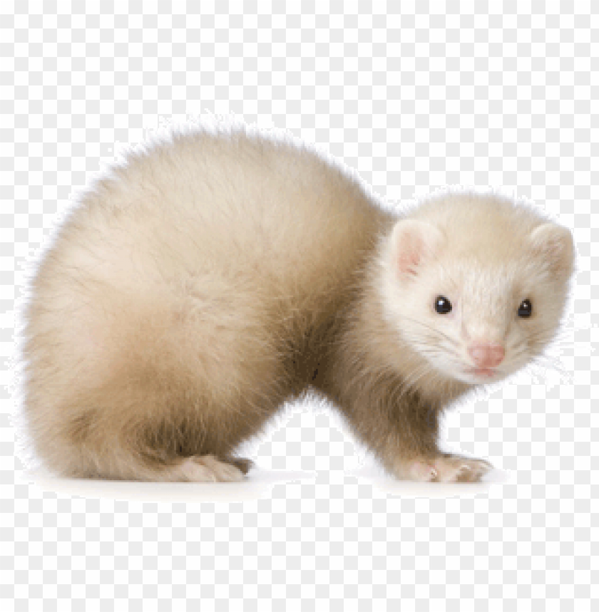 A cute ferret with soft white fur, looking curiously towards the viewer PNG