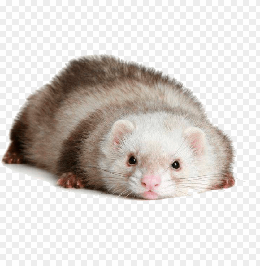 A cute ferret lying on its stomach, showcasing its soft fur PNG