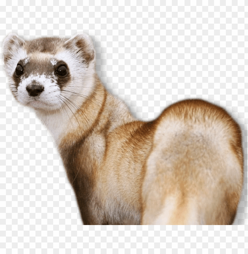 A cute ferret looking back, showcasing its soft fur and playful demeanor PNG