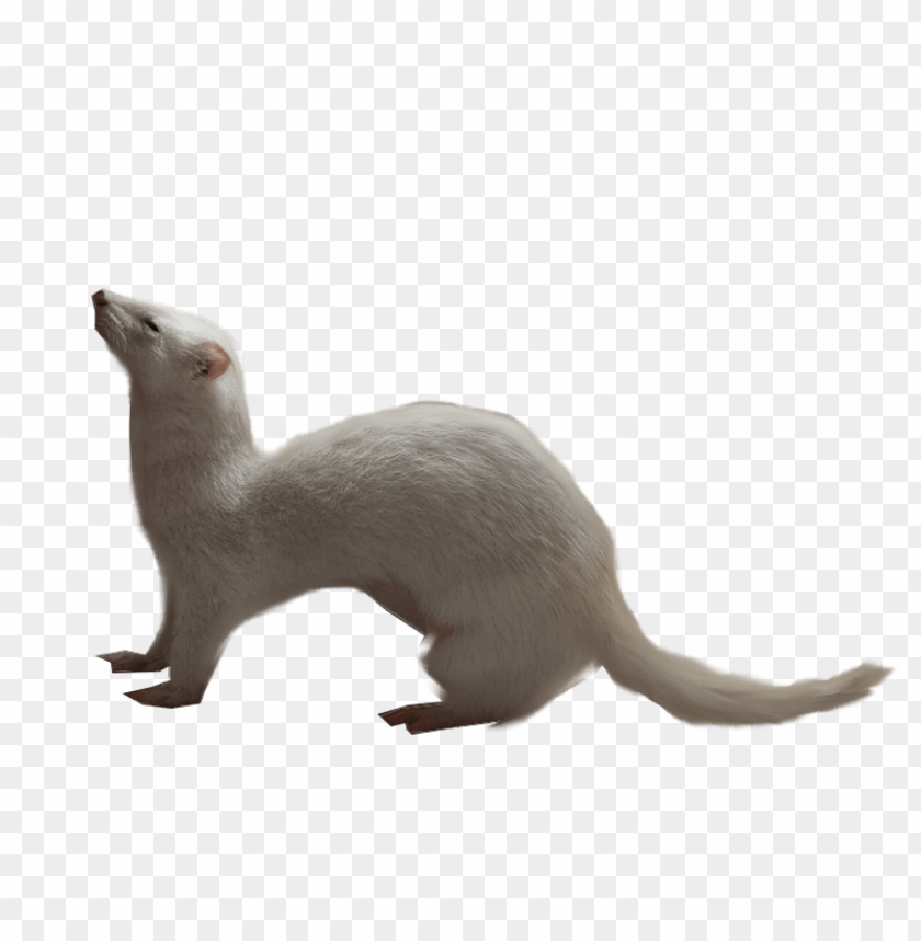 A sleek, white ferret standing on its hind legs, looking u PNG