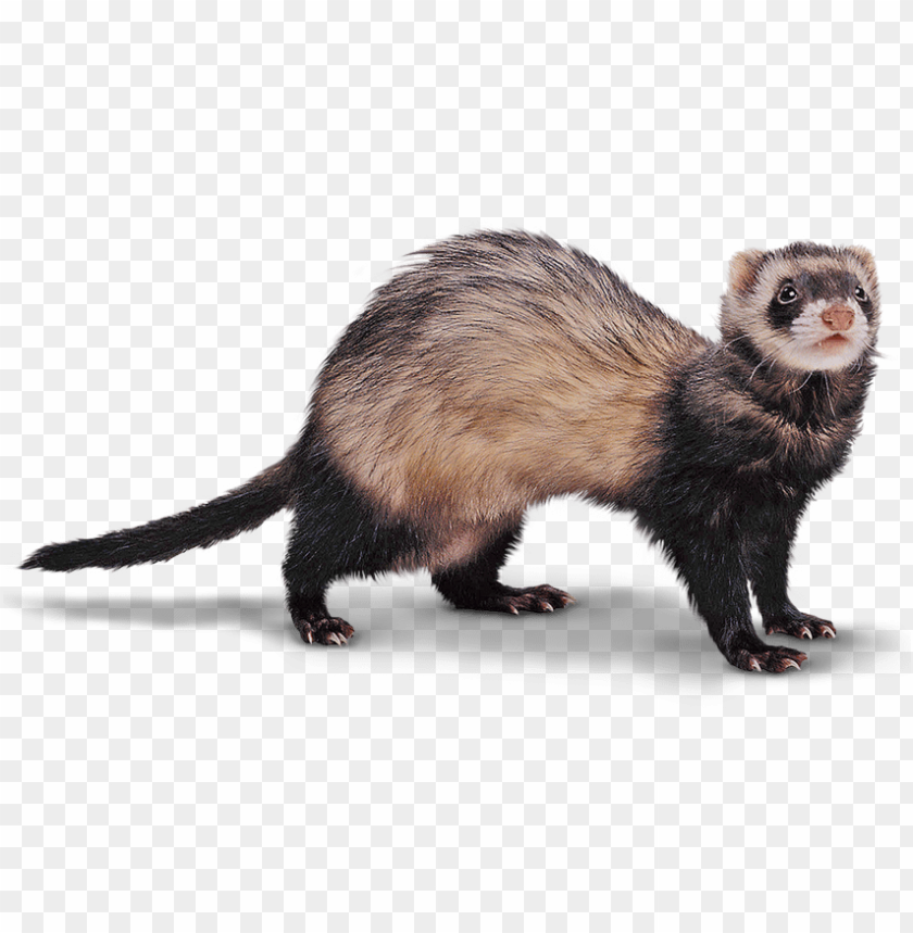 A standing ferret with a glossy coat of brown and black fur PNG